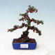 Outdoor bonsai - Cotoneaster horizontalis - Rock tree - 1/4