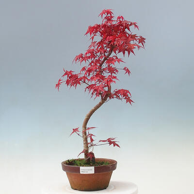 Outdoor bonsai - Maple palmatum DESHOJO - Maple palmate - 1