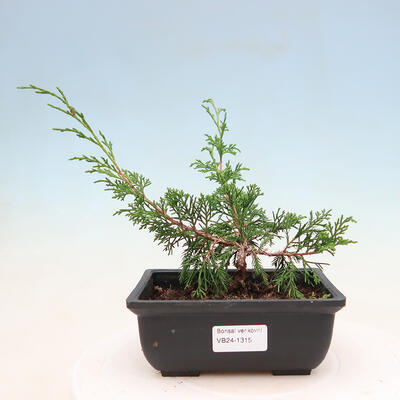 Outdoor bonsai - Juniperus chinensis ITOIGAVA - Chinese Juniper