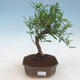 Indoor bonsai - Zantoxylum piperitum - Peppercorn - 1/4