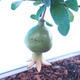 Room bonsai-Punica granatum nana-Pomegranate - 1/4
