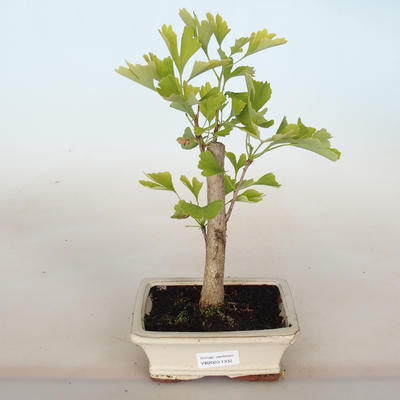 Outdoor bonsai - Ginkgo biloba - 1