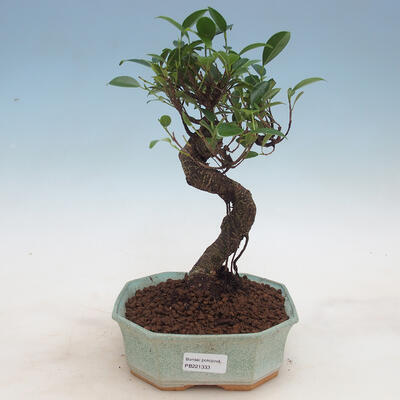 Indoor bonsai - Ficus retusa - small-leaved ficus