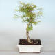 Outdoor bonsai - Pseudolarix amabilis - Pamodřín - 1/2