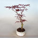 Outdoor bonsai - Acer palm. Atropurpureum-Maple - 1/2