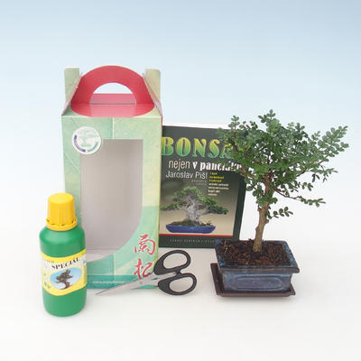 Indoor bonsai - Zantoxylum piperitum - Pepper tree