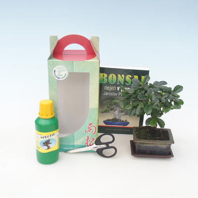 Room bonsai in a gift box, Carmona macrophylla - Tea fuki