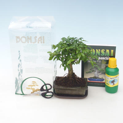 Room bonsai in a gift box, Ligustrum chinensiss - evergreen privet