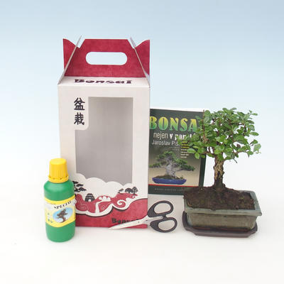 Room bonsai in a gift box, Carmona makrophylla - Tea fuki