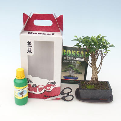 Room bonsai in a gift box, Ficus retusa - ficus Malolistý