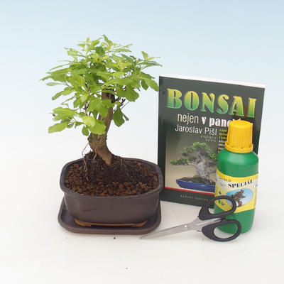 Indoor bonsai - Duranta