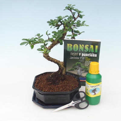 Ficus retusa - Fikus malolistý, Room bonsai kit