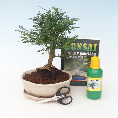Indoor bonsai - Pepper tree