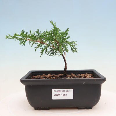 Outdoor bonsai - Juniperus chinensis ITOIGAWA - Chinese Juniper