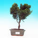 Cypress obtusa VB13136 - 1/2