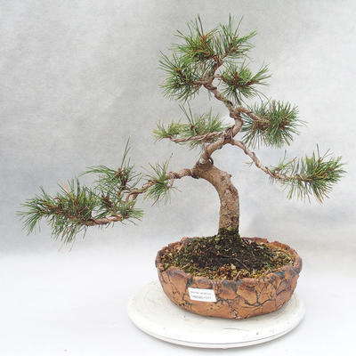Outdoor bonsai - Pinus mugo - Kneeling Pine - 1
