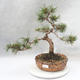 Outdoor bonsai - Pinus mugo - Kneeling Pine - 1/4