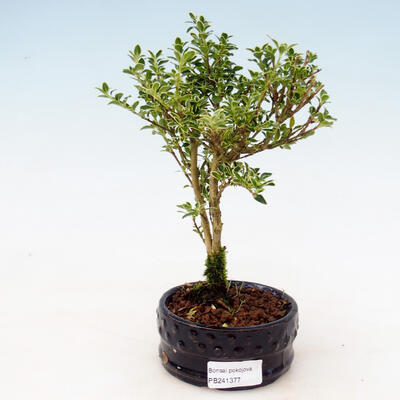 Indoor bonsai - Serissa foetida - Tree of a Thousand Stars