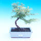 Outdoor bonsai - Pamodrin - Pseudolarix amabis - 1/3
