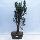 Outdoor bonsai - Taxus cuspidata - Japanese yew - 1/5