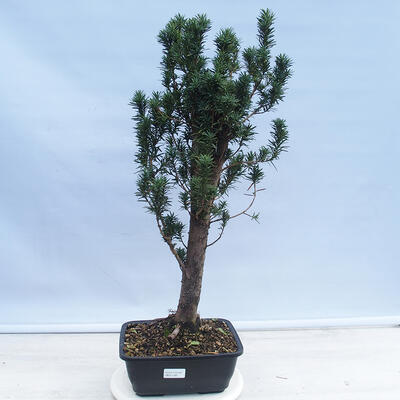 Outdoor bonsai - Taxus cuspidata - Japanese yew - 1