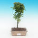 Outdoor bonsai -Javor malolistý SHISHIGASHIRA - 1/2