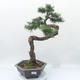Outdoor bonsai -Larix decidua - Larch - 1/6
