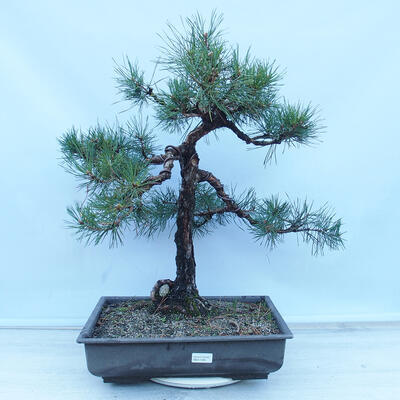 Outdoor bonsai - Pinus sylvestris - Forest pine - 1