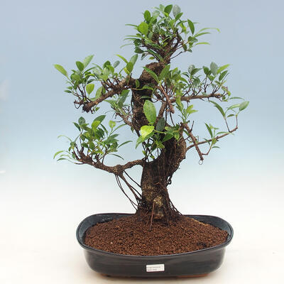Room-bonsai ficus Ficus retusa- malolistý - 1