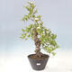 Outdoor bonsai - Hawthorn - Crataegus cuneata - 1/6