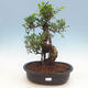Room-bonsai ficus Ficus retusa- malolistý - 1/2