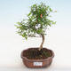 Indoor bonsai-PUNICA granatum nana-Pomegranate - 1/3