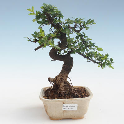 Indoor bonsai - Ulmus parvifolia - Small leaf elm PB2191424 - 1