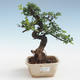 Indoor bonsai - Ulmus parvifolia - Small leaf elm PB2191424 - 1/3