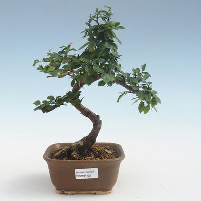 Indoor bonsai - Ulmus parvifolia - Small leaf elm PB2191425 - 1