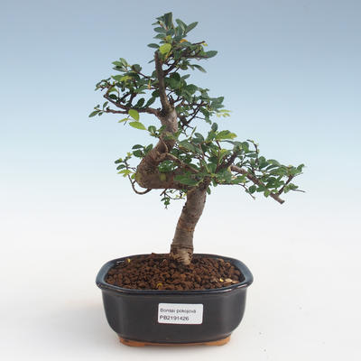 Indoor bonsai - Ulmus parvifolia - Small leaf elm PB2191426 - 1