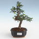 Indoor bonsai - Ulmus parvifolia - Small leaf elm PB2191426 - 1/3