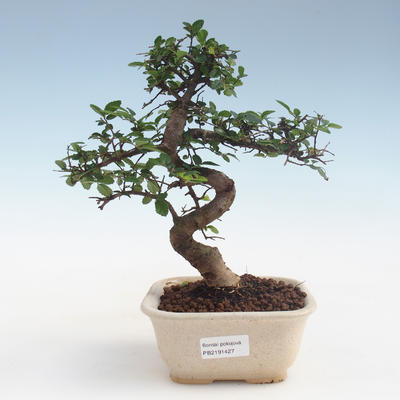 Indoor bonsai - Ulmus parvifolia - Small leaf elm PB2191427 - 1