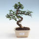 Indoor bonsai - Ulmus parvifolia - Small leaf elm PB2191427 - 1/3