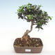 Indoor bonsai - Olea europaea sylvestris - European small-leaved olive oil - 1/3