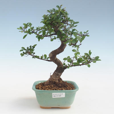 Indoor bonsai - Ulmus parvifolia - Small leaf elm PB2191429 - 1