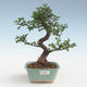 Indoor bonsai - Ulmus parvifolia - Small leaf elm PB2191429 - 1/3