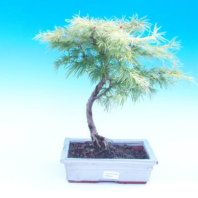 Outdoor bonsai - Pamodrin - Pseudolarix amabis - 1
