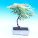 Outdoor bonsai - Pamodrin - Pseudolarix amabis - 1/3