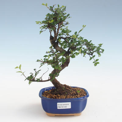 Indoor bonsai - Ulmus parvifolia - Small leaf elm PB2191430 - 1