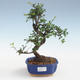 Indoor bonsai - Ulmus parvifolia - Small leaf elm PB2191430 - 1/3