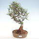 Indoor bonsai - Olea europaea sylvestris - European small-leaved olive oil - 1/4