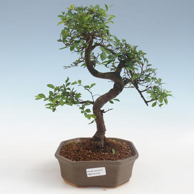 Indoor bonsai - Ulmus parvifolia - Smallleaf elm 2191433 - 1
