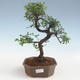 Indoor bonsai - Ulmus parvifolia - Smallleaf elm 2191433 - 1/3