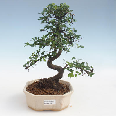 Indoor bonsai - Ulmus parvifolia - Smallleaf elm 2191434 - 1